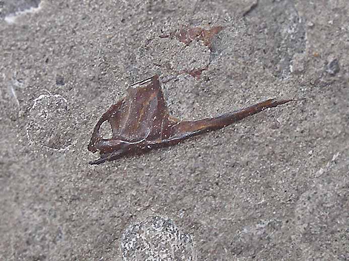 Poissons fossiles : ceintures pectorales (cleithrum, clithrum) jurassique Boulonnais